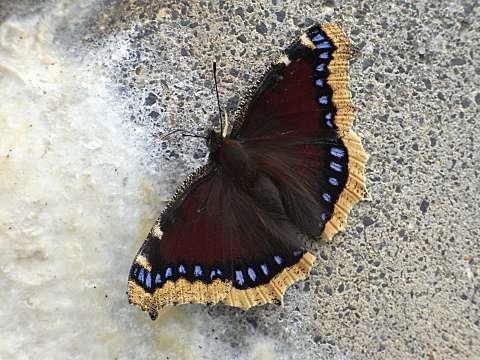 �L�x���^�e�n