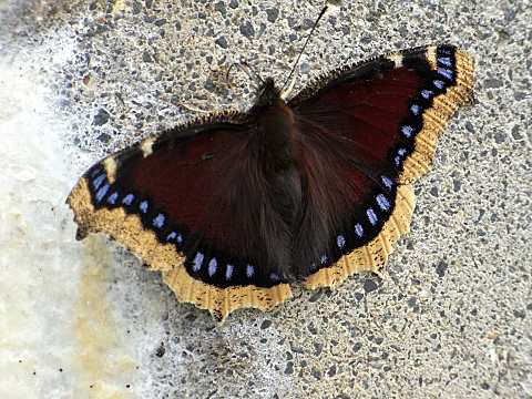 �L�x���^�e�n