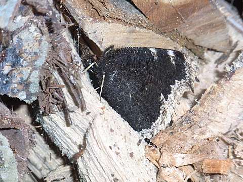 �L�x���^�e�n