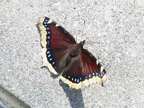 �L�x���^�e�n