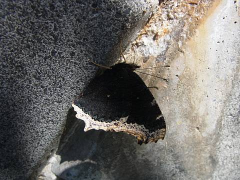 �L�x���^�e�n