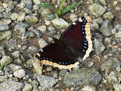 �L�x���^�e�n