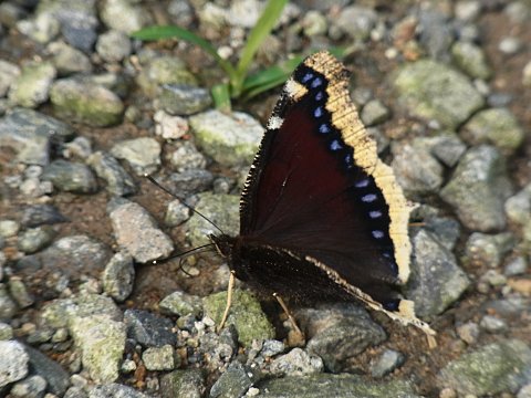 �L�x���^�e�n