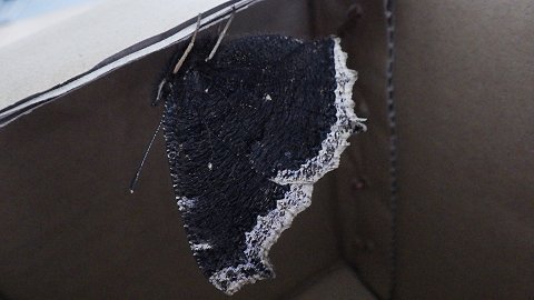 �L�x���^�e�n