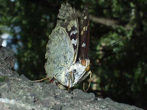 �I�I�����T�L