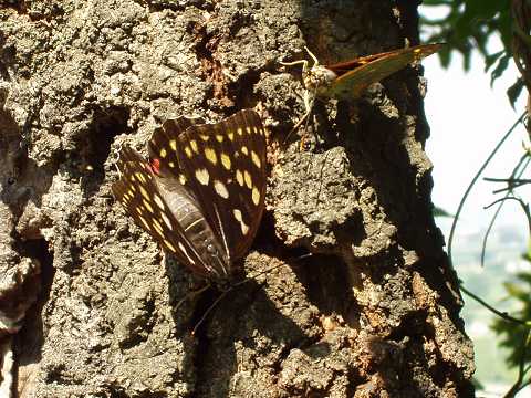 �I�I�����T�L