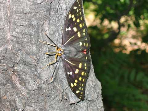 �I�I�����T�L