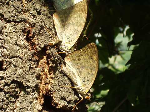 �I�I�����T�L