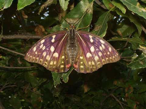 �I�I�����T�L