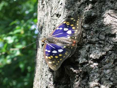 �I�I�����T�L