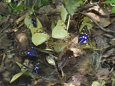 �I�I�����T�L