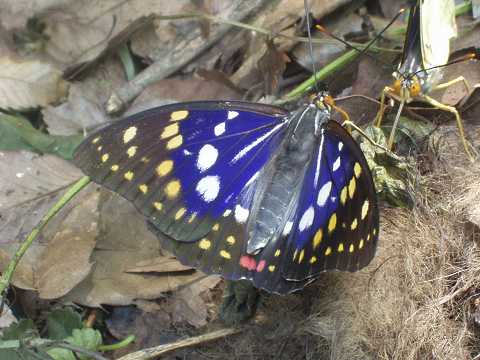 �I�I�����T�L