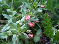 �A�J�o�i�����n�R�x