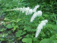 �A�J�V���E�}