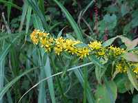 �A�L�m�L�����\�E