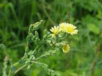 �A�L�m�m�Q�V