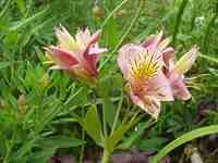 �A���X�g���G�����A