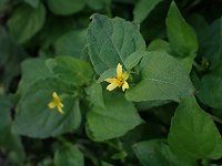 �A�����J�n�}�O���}