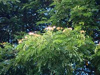 �A�����J�l���m�L