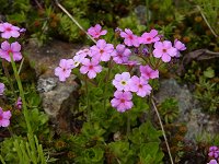 �A���h���T�P�E�J���l�A