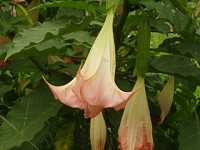 �G���W�F���X�g�����y�b�g