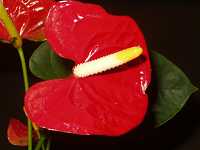 �A���X���E��