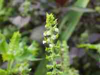 �A�I�W�\�̉�