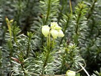 �A�I�m�c�K�U�N��