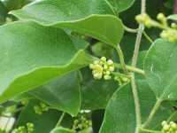 �A�I�c�d���t�W