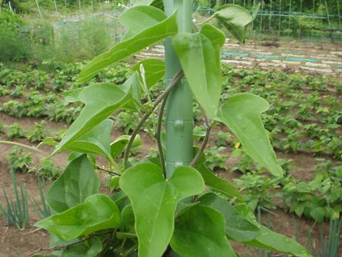 �A�I�c�d���t�W�̖�