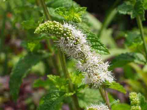 �A�b�v���~���g