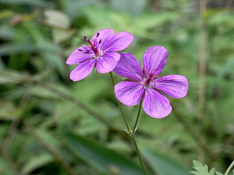 �A�T�}�t�E��