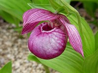 �A�c�����\�E