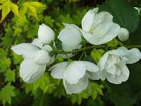 �o�C�J�E�c�M