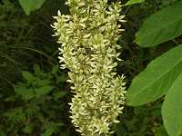 �o�C�P�C�\�E