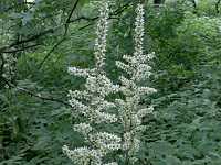 �o�C�P�C�\�E