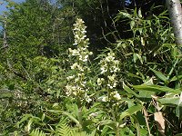 �o�C�P�C�\�v