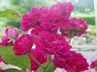 �c���o��