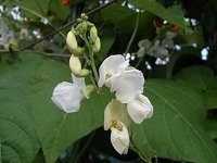 �x�j�o�i�C���Q��