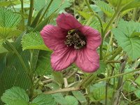 �x�j�o�i�C�`�S