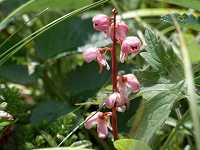 �x�j�o�i�C�`���N�\�E