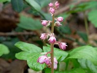 �x�j�o�i�C�`���N�\�E