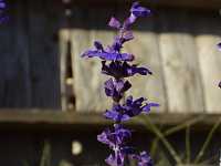 �u���[�T���r�A