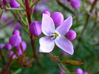 �{���j�A�E�s�i�[�^