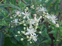 �{�^���d��