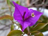 �u�[�Q���r���A