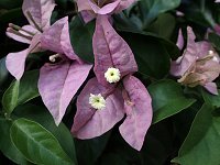 �u�[�Q���r���A