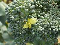 �u���b�R���[