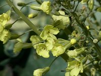 �u���b�R���̉�