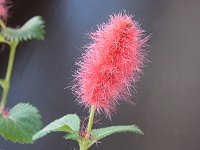 �L���b�c�e�[��